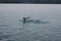 Walbeobachtung ab/an Akureyri - Buckelwal