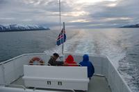 Walbeobachtung ab/an Akureyri