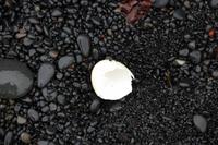 Eierschale zeugt davon, dass die Jungvögel bereits geschlüpft sind