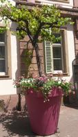 Elsass Colmar