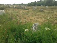 5334_Alignements von Carnac