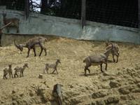 Im Alpenwildpark
