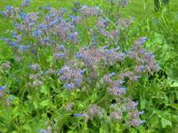 Kynance Cove - Lizard Point - Cadgwith