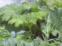 Kynance Cove - Lizard Point - Cadgwith