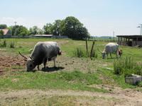 Radtour - Mosonmagyaróvar nach Györ (45 km)