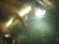 Ökozentrum an der Theiss