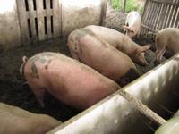 Pferdekutschfahrt zu einem Bauernhof