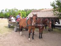 Pferdekutschfahrt zu einem Bauernhof
