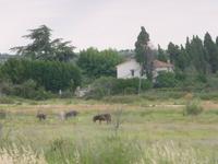 Camargue 