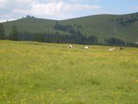 und glückliche Kühe