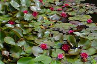 133 Knightshayes Court