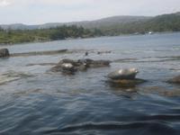 Robbenbänke vor Garinish Island