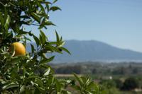 Blick von der Zitrusplantage