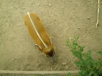 Ferkel 