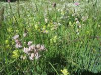 Zermatt, Wanderung nach Zmutt und Furi