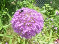 Normandie Gartenreise Juni 2014 (134)