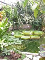 Normandie Gartenreise Juni 2014 (158)