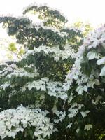 Normandie Gartenreise Juni 2014 (206)