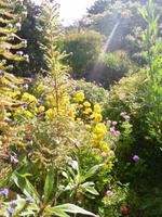 Normandie Gartenreise Juni 2014 (229)