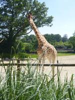 Normandie Gartenreise Juni 2014 (242)
