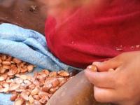 Aufschlage der Nüsse