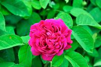 Rosen im Schlossgarten von Solliden