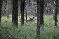 Elchpark Grönåsens - Kosta