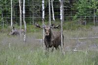 Elchpark Grönåsens - Kosta