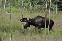 Elchpark Grönåsens - Kosta