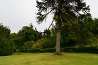 509 Skye, Dunvegan Castle Garden