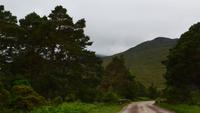 526 Beinn Eighe, Scotch Pine
