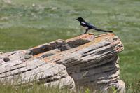 ...und auch gefiederte Freunde