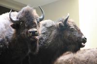 beim Head-Smashed-In Buffalo Jump