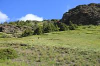 Waterton Lakes National Park - kleiner Schwarzbär
