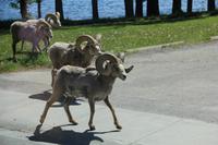 Dickhornschafe in Waterton