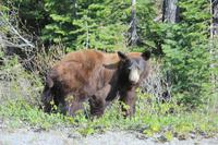 Waterton Lakes National Park - wir sind auf Bärenschau