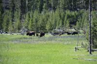 Büffelherde im Yellowstone National Park