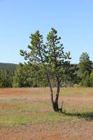Yellowstone National Park - Lower Geyser Basin