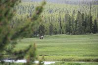 Yellowstone National Park - Wapiti