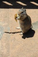 im Grand Teton National Park - Erdhörnchen