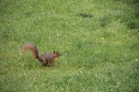 kleines Eichhörnchen