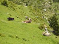 Weidende Kühe im Vall de Nuria