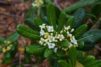 Stadtrundgang mit Robert in Rab
