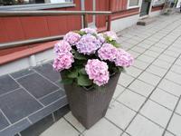 Blumen  in der Storgata von Lillehammer