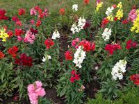 Blumenpracht am Wawel