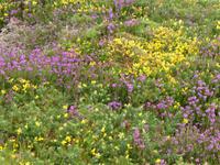 Cap Frehel - Blüte des Ginsters sowie der Heide