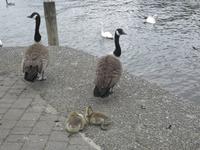 Bowness on Windermere