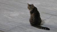 0212 Istanbul - Hagia Sophia - Obama-Katze