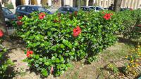 0751 Rhodos - Stadtrundgang Hibiskus