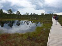 Estland, Lahemaa-NP , Hochmoor